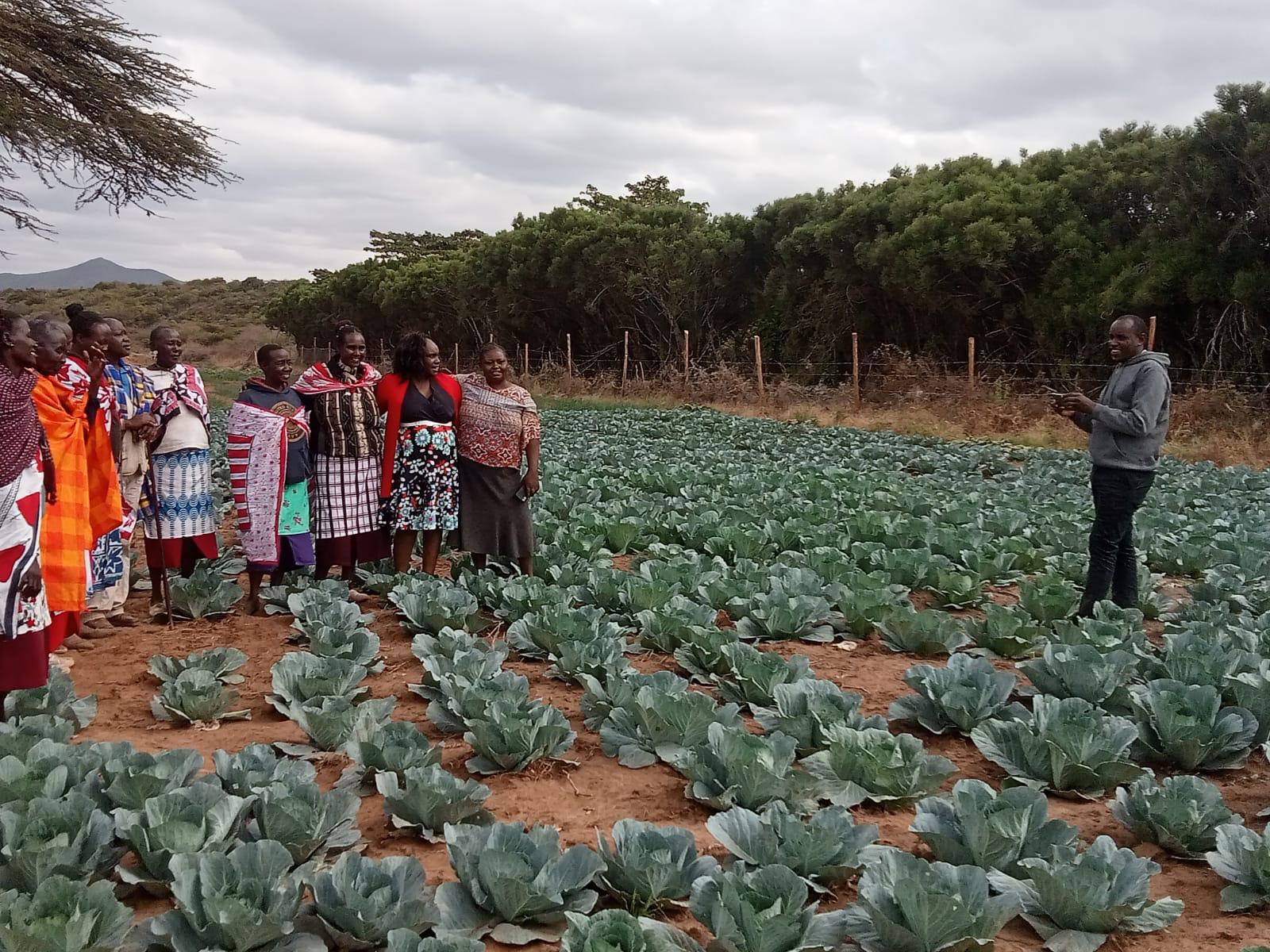 Drought-Resistant Plantations